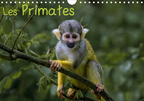 Les primates (calendrier mural 2020 din a4 horizontal) - retrouvez les portraits des principaux repr (Calvendo Animaux): Retrouvez les portraits des ... des primates. (Calendrier mensuel, 14 Pages )