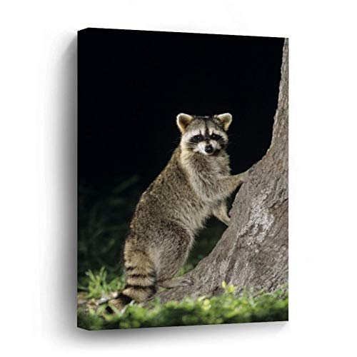 Northern Raccoon, Procyon Lotor, Adult At Tree Canvas Picture Painting Artwork Wall Art Poto Framed Canvas Prints for Bedroom Living Room Home Decoration, Ready to Hanging 8"x12"