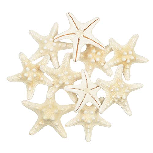 Yixuan 10PCS Estrellas de mar Estrella de mar Natural Estrella de mar Decoracion Molde Estrella mar decoración de Bodas/Fiesta temática en la Playa/Decoraciones para el hogar/Bricolaje Yixuan 10PCS Estrellas de mar Estrella de mar Natural Estrella de mar Decoracion Molde Estrella mar decoración de Bodas/Fiesta temática en la Playa/Decoraciones para el hogar/Bricolaje