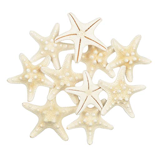 Yixuan 10PCS Estrellas de mar Estrella de mar Natural Estrella de mar Decoracion Molde Estrella mar decoración de Bodas/Fiesta temática en la Playa/Decoraciones para el hogar/Bricolaje