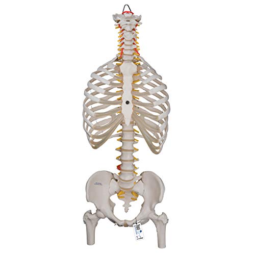 3B Scientific A56/2 Modelo de anatomía humana Columna Flexible, Versión Clásica Con Costillas y Cabezas + software de anatomía gratuito - 3B Smart Anatomy