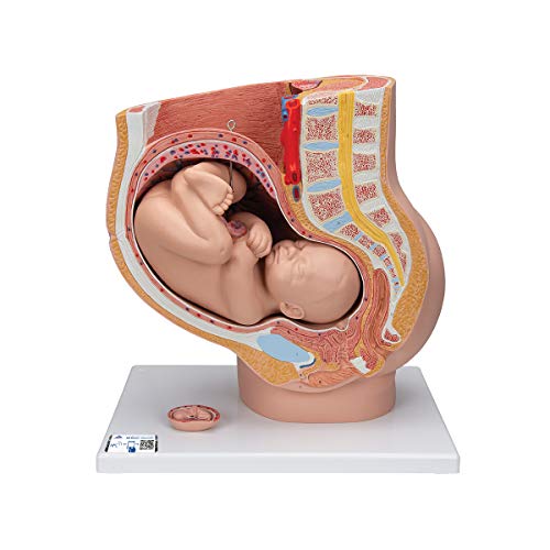 3B Scientific L20 Modelo de anatomía humana Pelvis de Embarazo, 3 Piezas + software de anatomía gratuito - 3B Smart Anatomy
