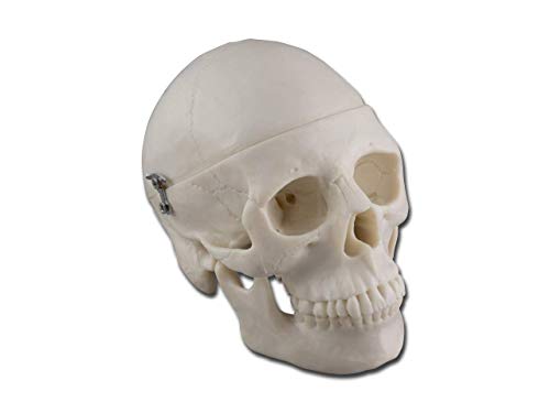 Gima 40165 - Modelo Mini cráneo, paquete de 1 unidad