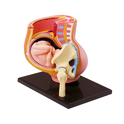 N \ A 4D Vision Embarazo Torso Modelo de anatomía Médico Anatómico Embarazada Pelvis Femenina Humana con Embarazo 9 Meses Modelo de feto de bebé Tamaño Natural con órganos extraíbles