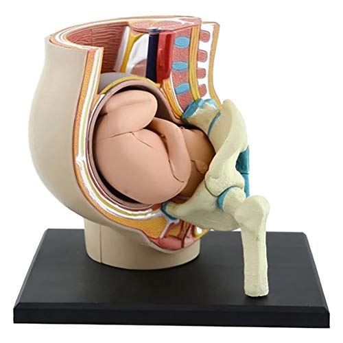 SHUAI Sección Pélvica Femenina Embarazo Modelo Anatómico Nueve Meses Tamaño del Feto del Bebé Modelo Vida con Órganos Desmontables