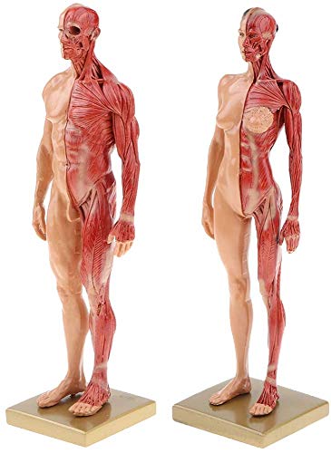 YYSDH 2X 30Cm Referencia Modelo anatómico Figura de la Resina anatomía Masculina Color de la Piel para los Artistas - Mujeres + Hombres