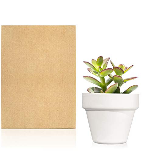Planta Suculenta o Cactus natural en maceta de cerámica blanca - Planta para regalar entregada en caja de cartón kraft regalo - Mini plantas decorativas (Crasa)