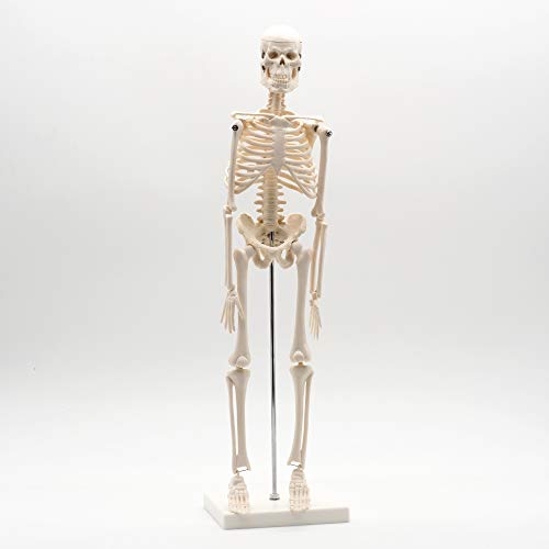 Cranstein esqueleto anatómico pequeño modelo con 45cm … (blanco)