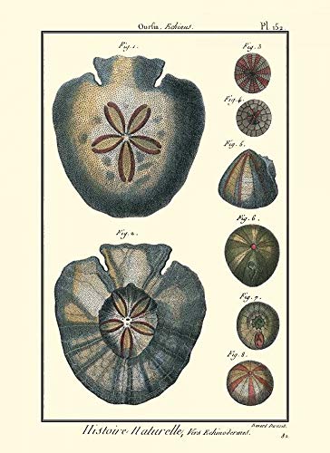Feeling at home Imagen sobre Lienzo con Caja Americana Sea Shells V Diderot Impresion enmarcada con Marco Costero Vertical 53_X_38cm