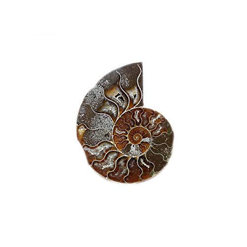 HXHON - Collar con colgante de caracol con forma de caracol crisantemo de caracol natural y colorido, diseño de piedra original (60-70 mm (individual)