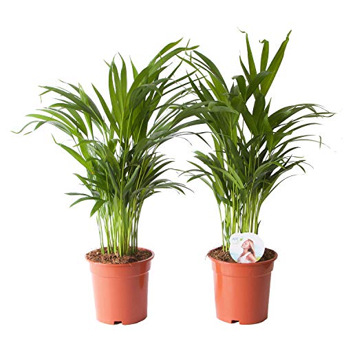 Plantas de interior de Botanicly – 2 × Palma Areca – Altura: 65 cm – Areca dypsis lutescens