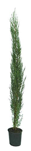 Setos y arbustos de Botanicly – 2 × Ciprés Común – Altura: 65 cm – Cupressus Sempervirens