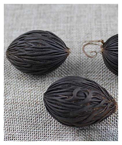 WSJKL 2pcs / Lot Seda de la semilla de Bodhi Cuentas de Madera de 30 mm de Juguete Antiguo Natural Boddha Espaciador de los Granos del Encanto DIY joyería Fina Make