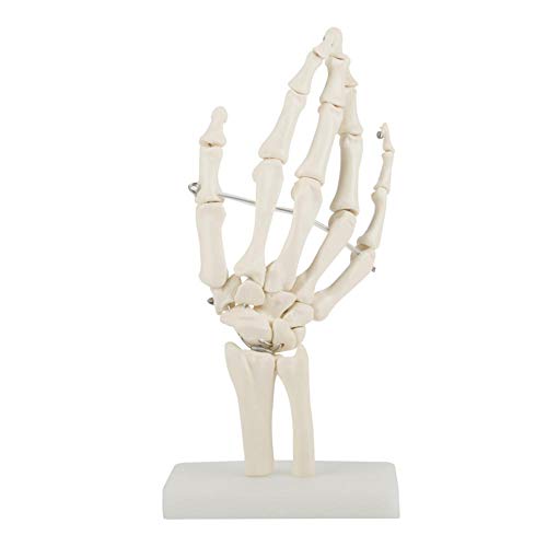 DEWIN Modelo de Esqueleto de la Mano - Modelo anatómico de la Mano Modelo de Esqueleto de Estudio Conjunto de la Mano Humana anatómica de tamaño Natural