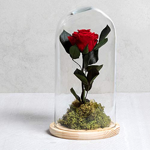 Rosa eterna - Rosa Natural liofilizada - Envío 24H Gratis -Regalo San Valentín- Tarjeta dedicatoria incluida de Regalo...(Rojo)