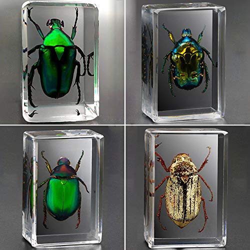 Espécimen de Insecto Observación Juguete Escorpión Escarabajo Araña Resina de Insectos Enseñanza de jardín de Infantes Muestra de Insectos Reales Resina Transparente Creativo Adornos pequeños