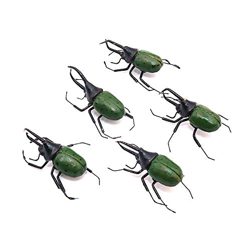 Namvo Juego de 5Pieces Insects Bugs de acción – Juguete educativo – Paquete de fiesta perfecto y regalo de gag– Escarabajo de miércoles