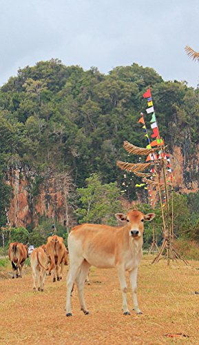 Photo book Cow in the field ,Na Meun Si Trang, Thailand: Pictures Book About Cow With Fun Cow Facts and Photos For Kids.Cow image in the field. (Unseen Animals 2) (English Edition)