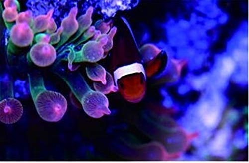 Acuario Nemo Light Aqua Marine Coral Reef Control del Tanque de Peces de Acuario Luz LED 36W Crecimiento biológico Marino Lámpara LED Luces del Tanque de Peces (Color : Coral Lamp)