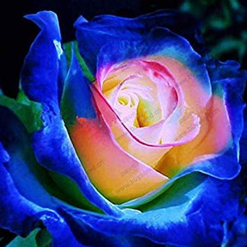 Germinación de Las Semillas: 40 + raros japoneses Semillas Pitufos Rose de Flores, Semillas de Flores, Hermosa Planta