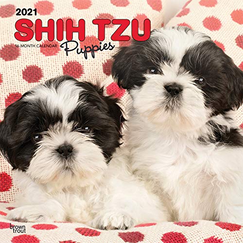 Shih Tzu 2021 Calendar Shih Tzu 2021 Calendar