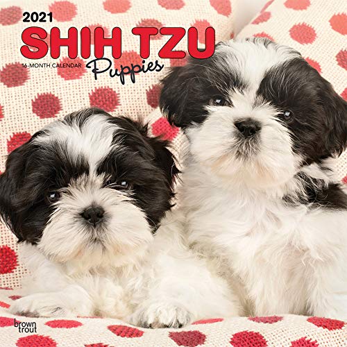 Shih Tzu 2021 Calendar