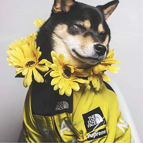 The Dog Face - Chaqueta de poliéster para perro, diseño atractivo para tu mascota, ideal para fiestas de disfraces o cumpleaños