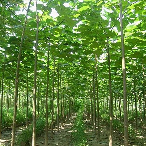 500 Semillas de paulownia nuevas plantas de balcón árboles forestales para el jardín de árboles de rápido crecimiento,