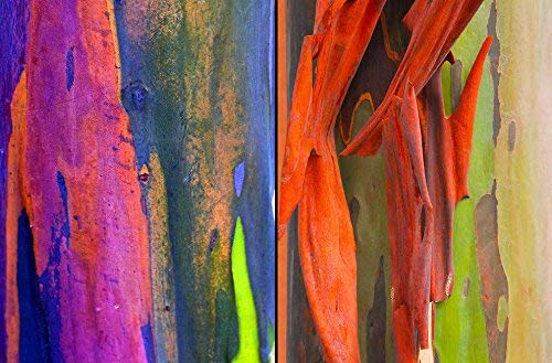 800+ Semillas Raras eucalipto del arco iris de colores deglupta árbol de rápido crecimiento