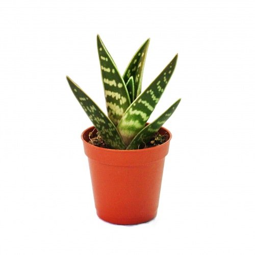 Aloe variegata - Aloe tigre - Planta de tamaño mediano en maceta de 8,5 cm