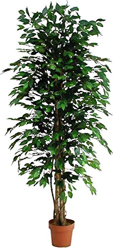 Ficus Verde - Árbol Artificial De Los Muebles Con El Tronco Natural - Altas 125 cm