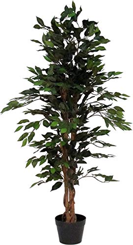 Ficus Verde - Árbol artificial De Los Muebles Con El Tronco Natural - Altas 150 cm Largo 55 cm