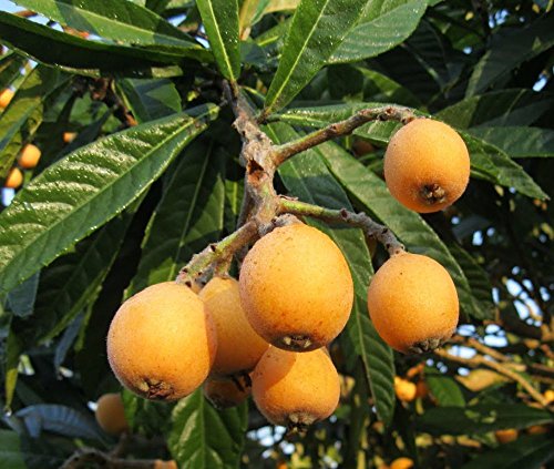 Las semillas de níspero japonés níspero tropical perenne ornamental fructificación del árbol frutal de 5
