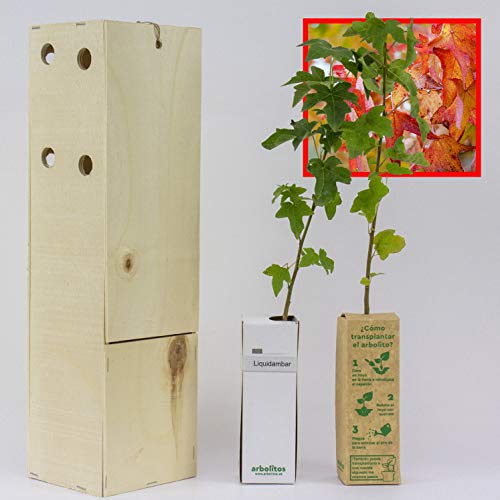 LIQUIDAMBAR. Arbolito de pequeño tamaño en caja de madera. Alveolo forestal. (2)