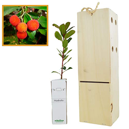 MADROÑO arbolito de pequeño tamaño en caja de madera. Alveolo forestal del arbusto madroño (1)