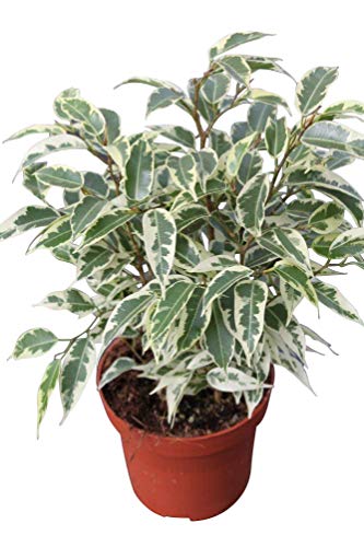 Planta de interior - Planta para la casa o la oficina - Ficus benjamina Variegata - 28 cm de alto - AHORA CON DESCUENTO