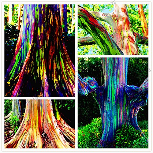 semillas 105pcs / bag raras Rainbow Eucalyptus deglupta, semillas de árboles tropicales llamativas, eucaliptos para la planta de jardín ornamental
