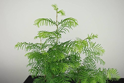 10 piezas de Dawn Redwood Bosque Semillas Bonsai - Bonsai Tree - Metasequoia glyptostroboides