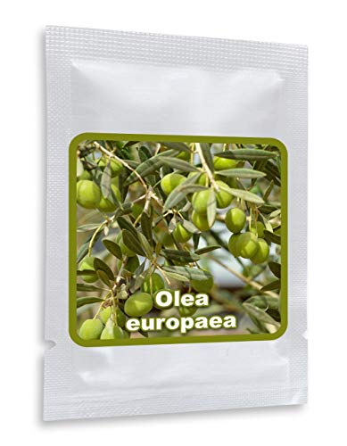 10 SEMILLAS DE OLIVOS (Olea europaea) - EL ÁRBOL REY - cultivable como árbol o bonsái