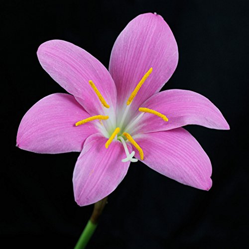 20 Bulbos de Zephyranthes carinata - Habranthus robustus - FLOR DE LLUVIA - Bulbos de flores de ALTA CALIDAD para una PRIMAVERA - VERANO - OTOÑO floración