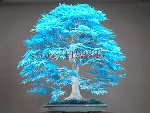 20pcs semillas de arce azules chinos azul bonsai semillas del árbol de arce raras Bonsai Plantas Árboles para plantadores maceta