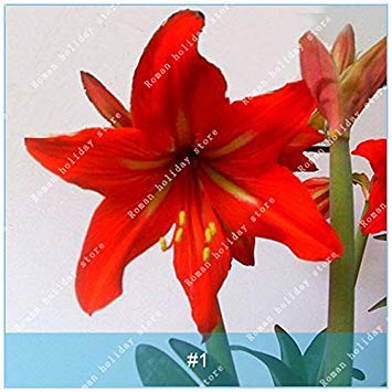 ASTONISH SEEDS: 1: 1 ZLKING PC/paquete grande verdadera Amaryllis Bulbos de interior y exterior en maceta Plantas de flores de bulbo Flor Bonsai Survl Tarifa Es alto 1