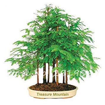 ASTONISH SEEDS: 2: Plantas Bosque Bonsai Metasequoia Mini Rojo Evergreen árbol en maceta interior Off purificar el aire tan fresco 50 PC 2