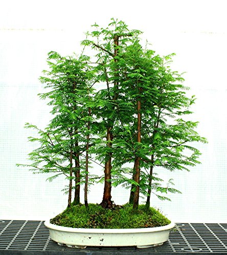 ASTONISH SEEDS: 50 + 50 semillas de color rojo Bosque Bonsai Semillas Bonsái Metasequoia glyptostroboides crecer su propio árbol Bonsai
