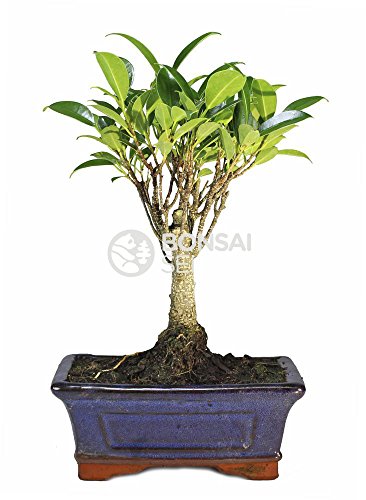 Bonsai - Ficus, 5 Años (Bonsai Sei - Ficus Retusa)