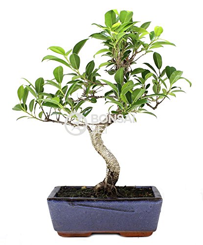 Bonsai - Ficus, 8 Años (Bonsai Sei - Ficus Retusa)
