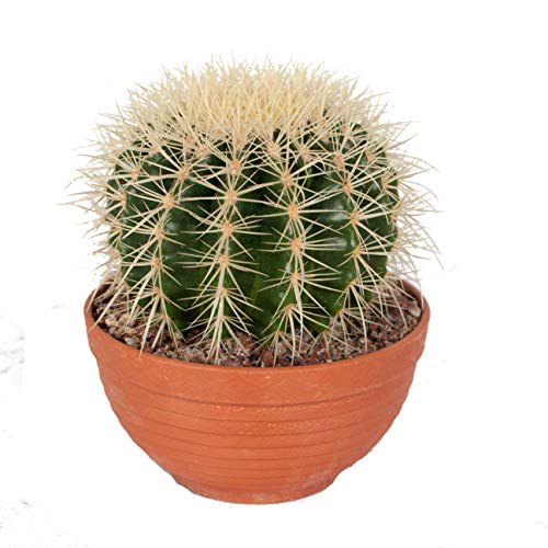 Cactus y suculento de Botanicly – Bola de oro en bol de terracota como un conjunto – Altura: 17 cm – Echinocactus Grusonii
