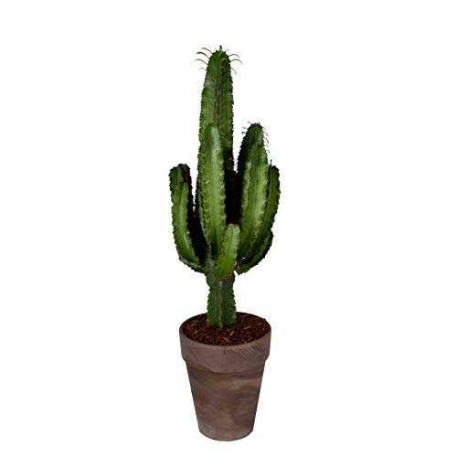 Cactus y suculento de Botanicly – Euphorbia Eritrea en maceta de terracota marrón como un conjunto – Altura: 90 cm