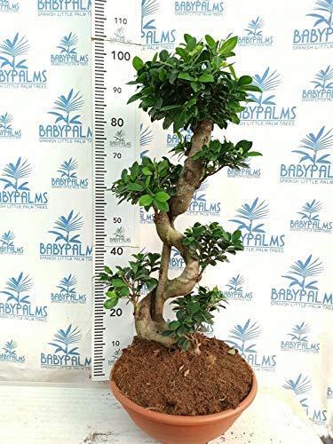 Ficus Ginseng bonsai 80-90 cm en maceta 30 cm