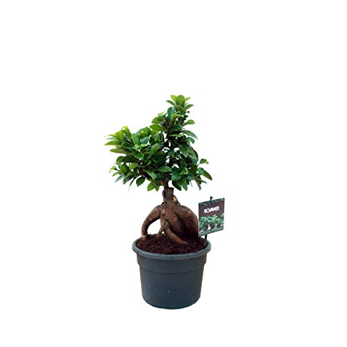 Ficus ginseng bonsai | Planta retusa | Planta de interior (Envíos solo a Península)